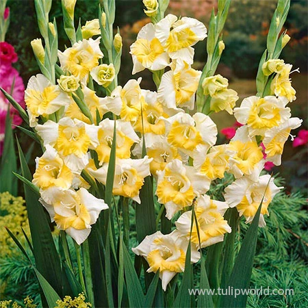 Buggy Gladiolus 3 Buggy Gladiolus