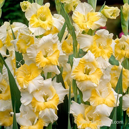 Buggy Gladiolus 4 Buggy Gladiolus - Image 2