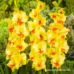 All Yellow Summer Collection -Plants Shop 26144 jester gladiolus 1