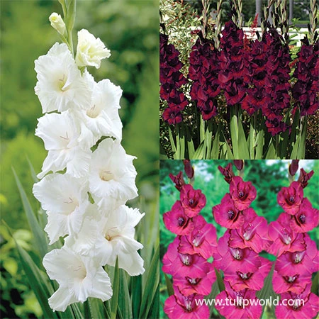 Violaceaous Gladiolus Collection 3 Violaceaous Gladiolus Collection