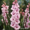 That's Love Gladiolus -Plants Shop 26148 thats love gladiolus