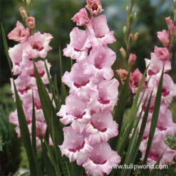 That's Love Gladiolus