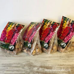 Bulk Gladiolus Mixed Ultra Pack (120 Bulbs) -Plants Shop 26156 mixed glad ultra pack 8