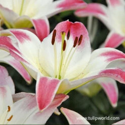 Pretty Pink Lily Collection -Plants Shop 27109 lollypop asiatic lily 2 2