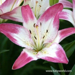 Summer Flowering Lily And Perennial Sampler Pack -Plants Shop 27109 lollypop asiatic lily