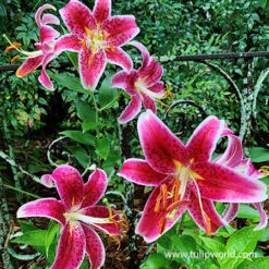 Oriental Lily Collection 14 Oriental Lily Collection -Plants Shop 27115 stargazer oriental lily
