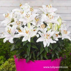 Oriental Lily Collection 17 Oriental Lily Collection -Plants Shop 27118 muscadet lily
