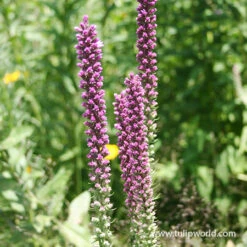 Fun In The Sun Perennial Collection 17 Fun In The Sun Perennial Collection -Plants Shop 27130 liatris or gayfeather 1