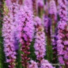 Bulk Liatris Spicita (Gayfeather) -Plants Shop 27131 liatris