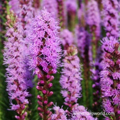 Bulk Liatris Spicita (Gayfeather)