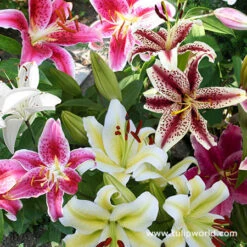 Ultimate Perennial Value Collection -Plants Shop 27137 1