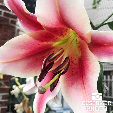 Mixed Lily Collection 9 Mixed Lily Collection - Image 7