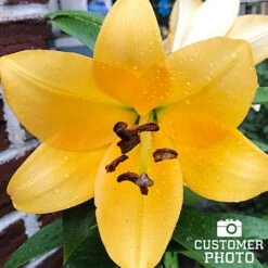 Mixed Lily Collection 19 Mixed Lily Collection -Plants Shop 27138 mixed asiatic lilies 2 1