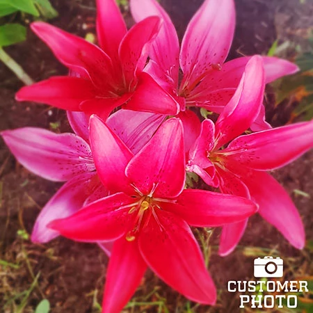 Lilies Of Summer Collection 8 Lilies Of Summer Collection - Image 6