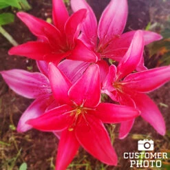 Mixed Asiatic Lilies Super Pack -Plants Shop 27138 mixed asiatic lilies 3 4