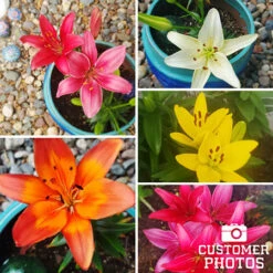 Mixed Asiatic Lilies -Plants Shop 27138 mixed asiatic lilies 4
