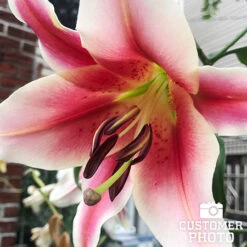 Ultimate Perennial Value Collection -Plants Shop 27138 mixed asiatic lilies 8