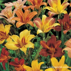 Fun In The Sun Perennial Collection 19 Fun In The Sun Perennial Collection -Plants Shop 27143 1