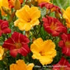 Mixed Daylily Super Pack