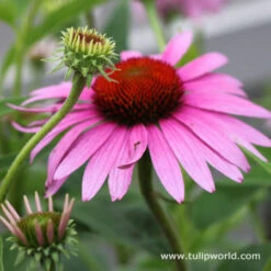 Summer Pollinator Garden -Plants Shop 27161 2