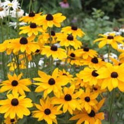 Summer Pollinator Garden -Plants Shop 27163E 3