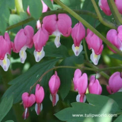 Made For The Shade Perennial Collection -Plants Shop 27164