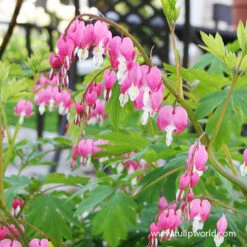 Made For The Shade Perennial Collection -Plants Shop 27164 bleeding hearts 2