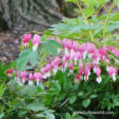 Made For The Shade Perennial Collection -Plants Shop 27164 bleeding hearts