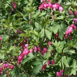 Made For The Shade Perennial Collection -Plants Shop 27164E