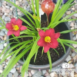 Dazzling Daylily Collection -Plants Shop 27165 pardon me daylily 2