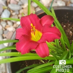 Dazzling Daylily Collection -Plants Shop 27165 pardon me daylily