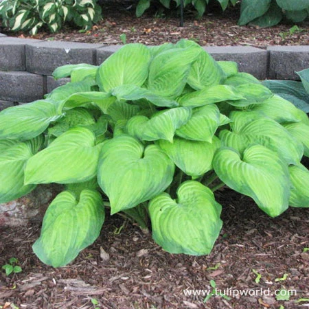 Hooray For Hostas Collection 6 Hooray For Hostas Collection - Image 4