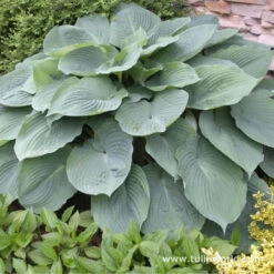 Hooray For Hostas Collection 11 Hooray For Hostas Collection -Plants Shop 27167 1