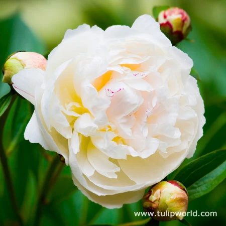 White And Pink Peony Collection 4 White And Pink Peony Collection - Image 2