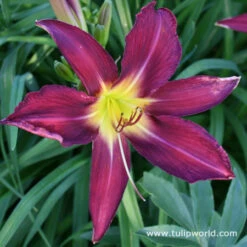 Dazzling Daylily Collection -Plants Shop 27178 1