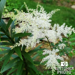 Ultimate Value Collection For Shade -Plants Shop 27180 astilbe