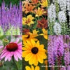 Fun In The Sun Perennial Collection -Plants Shop 27182