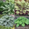 Hooray For Hostas Collection 1 Hooray For Hostas Collection -Plants Shop 27183