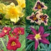 Dazzling Daylily Collection -Plants Shop 27184