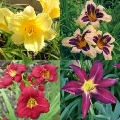 Dazzling Daylily Collection