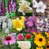 All Season Blooming Perennial Collection 2 All Season Blooming Perennial Collection -Plants Shop 27185