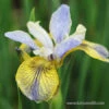 Tipped In Blue Siberian Iris -Plants Shop 27192 tipped in blue iris