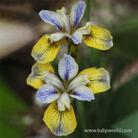 Tipped In Blue Siberian Iris 4 Tipped In Blue Siberian Iris - Image 2