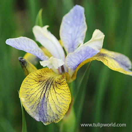 Tipped In Blue Siberian Iris 3 Tipped In Blue Siberian Iris