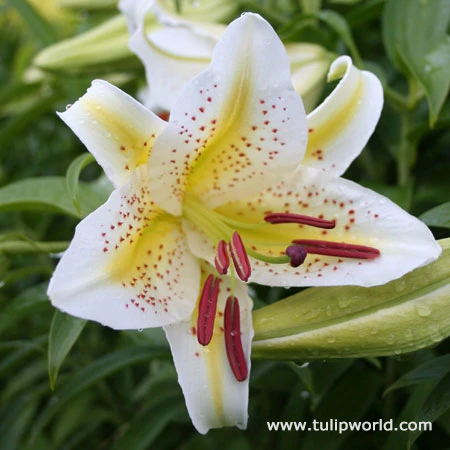 Spotty Garden Party Lily Collection 7 Spotty Garden Party Lily Collection - Image 5