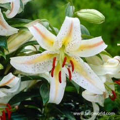 Garden Party Oriental Lily 7 Garden Party Oriental Lily -Plants Shop 27196 garden party lily 2 2
