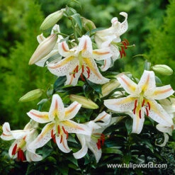 Spotty Garden Party Lily Collection 14 Spotty Garden Party Lily Collection -Plants Shop 27196 garden party lily 4