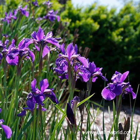 Caesar's Brother Siberian Iris 4 Caesar's Brother Siberian Iris - Image 2