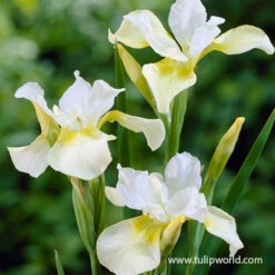 Summer Flowering Lily And Perennial Sampler Pack -Plants Shop 27199 moon silk siberian iris