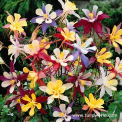 Summer Flowering Lily And Perennial Sampler Pack -Plants Shop 27200